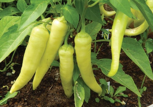 Sweet Banana, Pepper Seeds