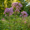 Sweet Joe Pye Weed in nature