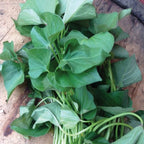 Bunch Porto Rico, Sweet Potato Slips
