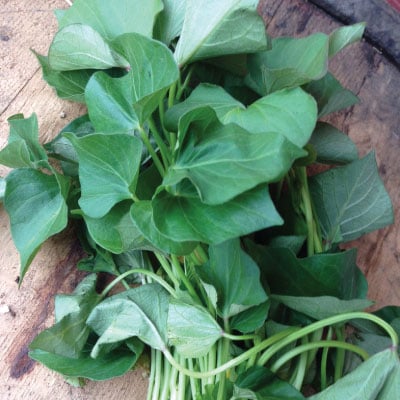 Bunch Porto Rico, Sweet Potato Slips