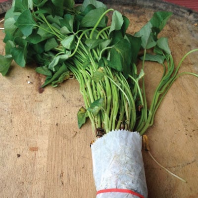 Centennial, Sweet Potato Slips