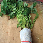 Centennial, Sweet Potato Slips