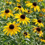 Sweet Black-Eyed Susan, Rudbeckia Seed