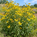 Sweet Black-Eyed Susan, Rudbeckia Seed