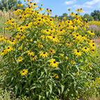 Sweet Black-Eyed Susan, Rudbeckia Seed