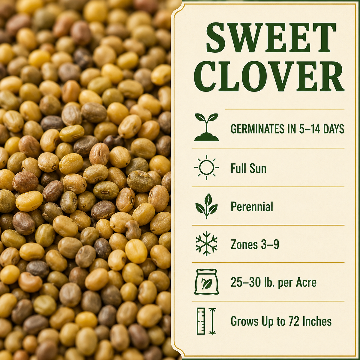 Sweet Clover growing guide and seed