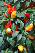 Sweet Pickle, Pepper Seeds