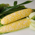 Sweetness, (F1) Corn Seed