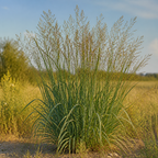 Switchgrass Alamo ornamental grass in nature