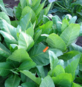 Sylvestris, Tobacco Seed
