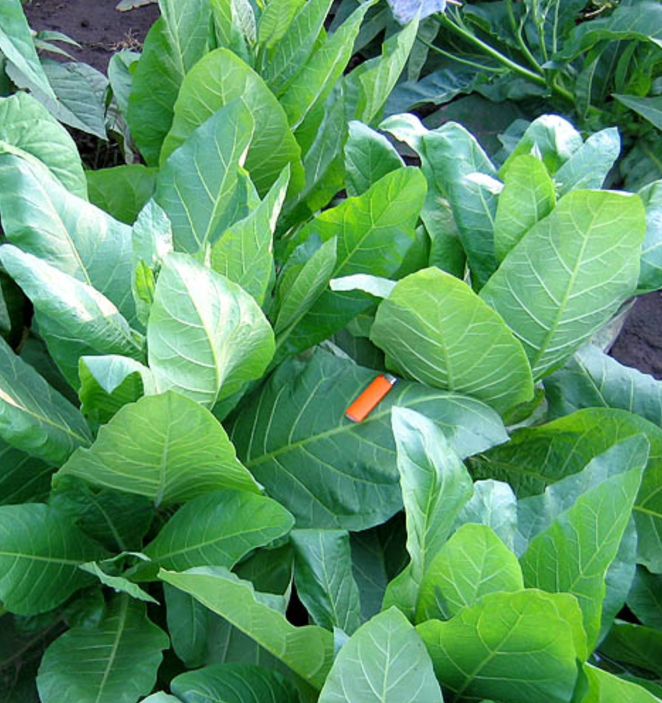 Sylvestris, Tobacco Seed