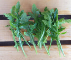 Sylvetta Arugula, Greens