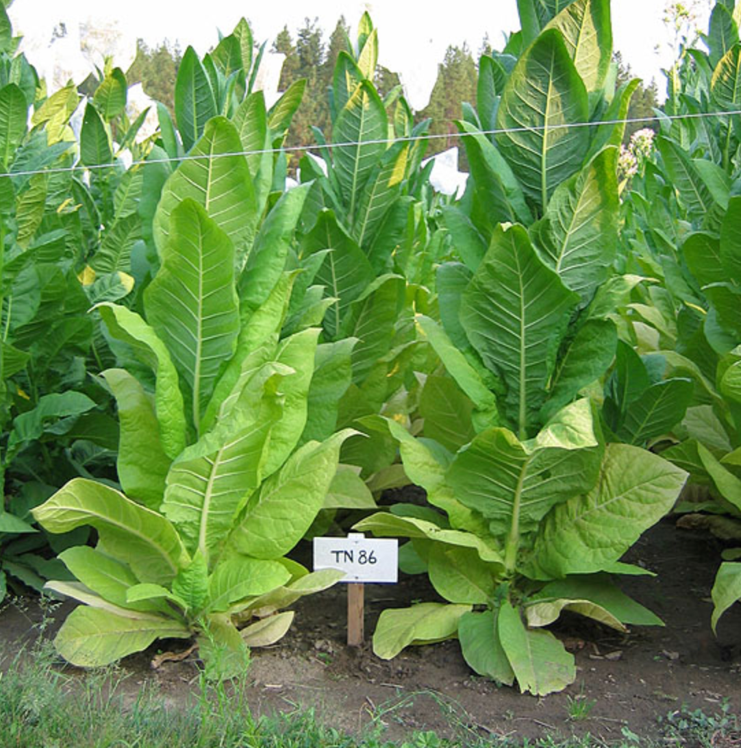 TN 86, Tobacco Seed