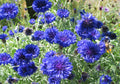 Tall Blue, Centaurea Seeds