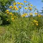 Tall Coreopsis plant close-up