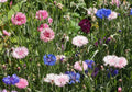 Tall Mix, Centaurea Seeds