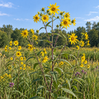 Tall, Sunflower Seeds