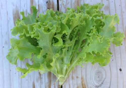Tango, Lettuce Seeds