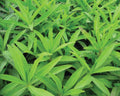 Common, Tarragon Seed