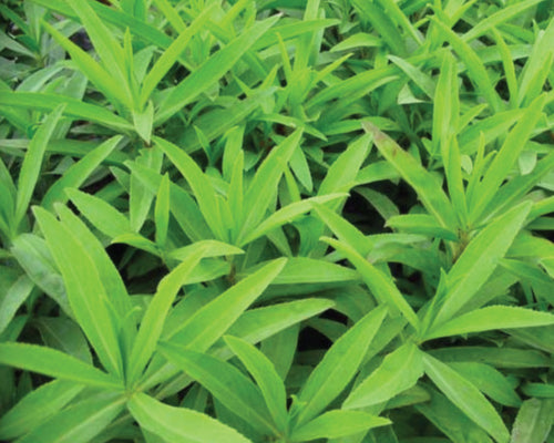 Common, Tarragon Seed