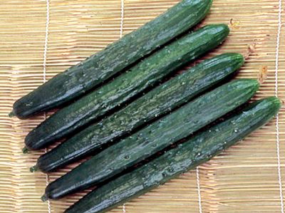 Tasty Green, (F1) Cucumber Seeds