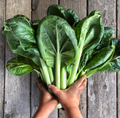 Tatsoi, Organic Asian Greens Seeds