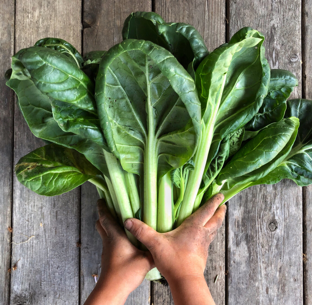 Tatsoi, Organic Asian Greens Seeds