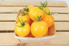 Taxi, Tomato Seeds