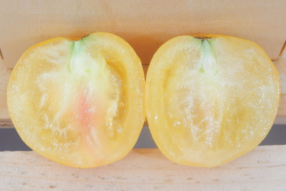 Taxi, Tomato Seeds