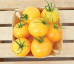 Taxi, Tomato Seeds