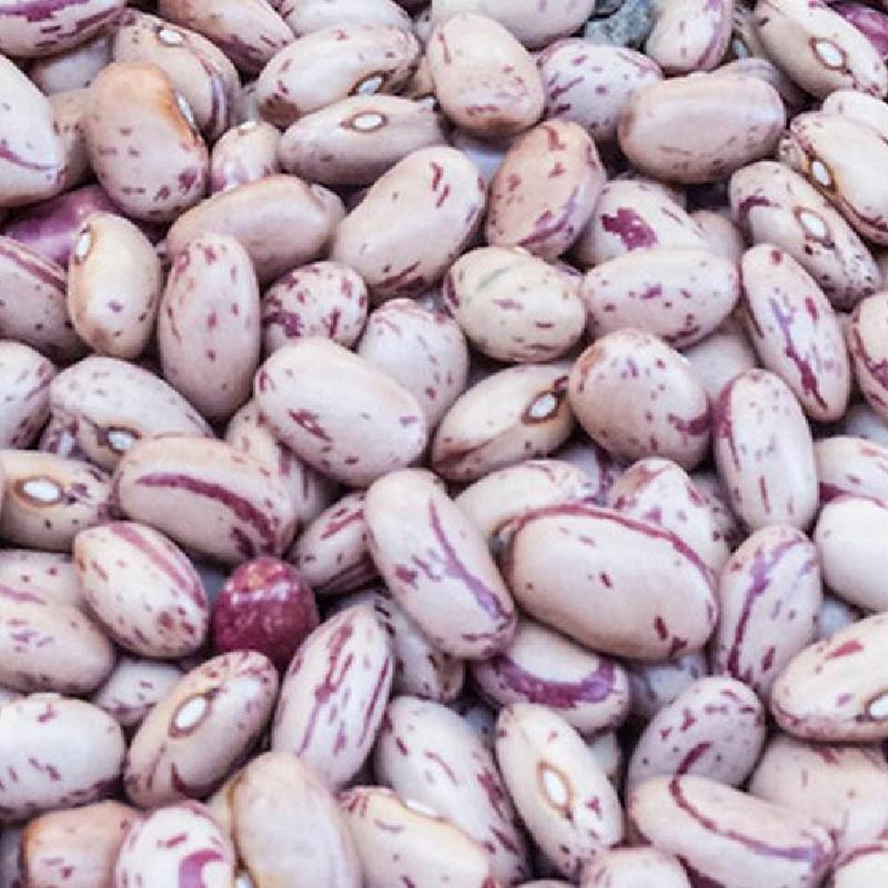 Taylor Dwarf Horticultural, Bean Seeds