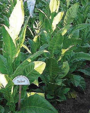 Tekne, Tobacco Seed