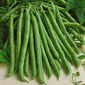 Tenderette, Bean Seeds