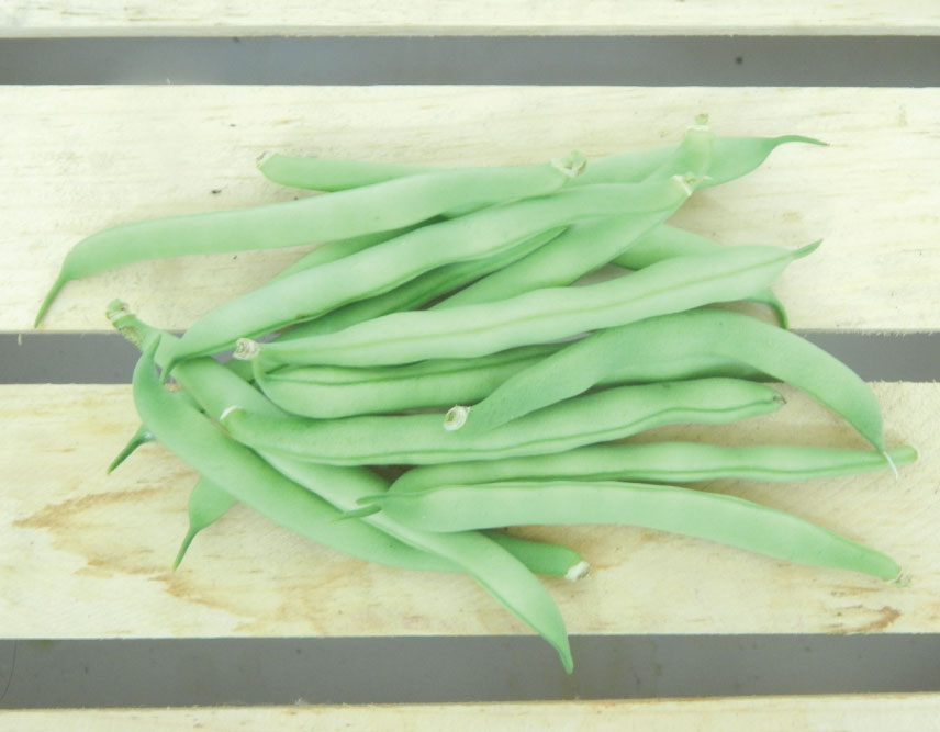 Tendergreen Improved, Bean Seeds