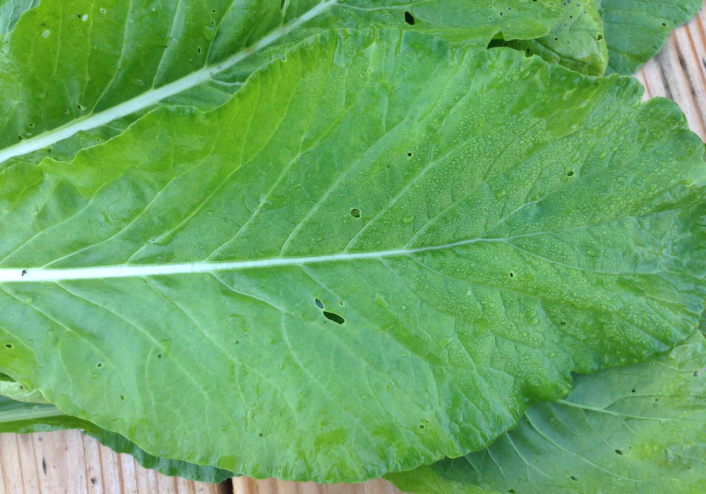 Tendergreen, Mustard Seeds