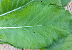 Tendergreen, Mustard Seeds