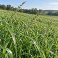 Tetila Italian, Annual Ryegrass Seed