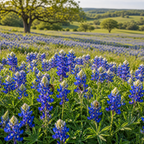 Texas Bluebonnet Lupine in nature