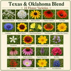 Texas and Oklahoma Wildflower flower variety chart