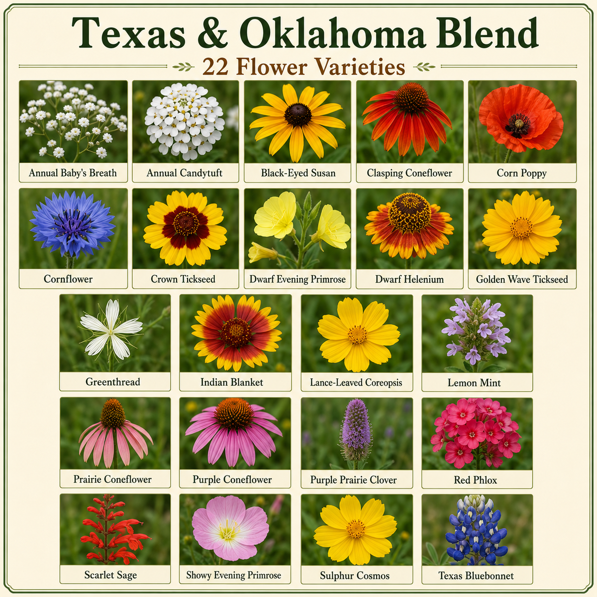 Texas and Oklahoma Wildflower flower variety chart