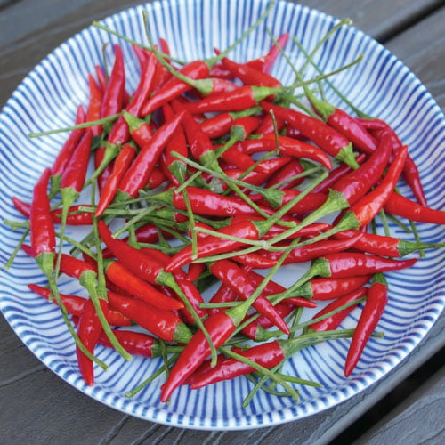 Thai Red Chili, Pepper Seeds