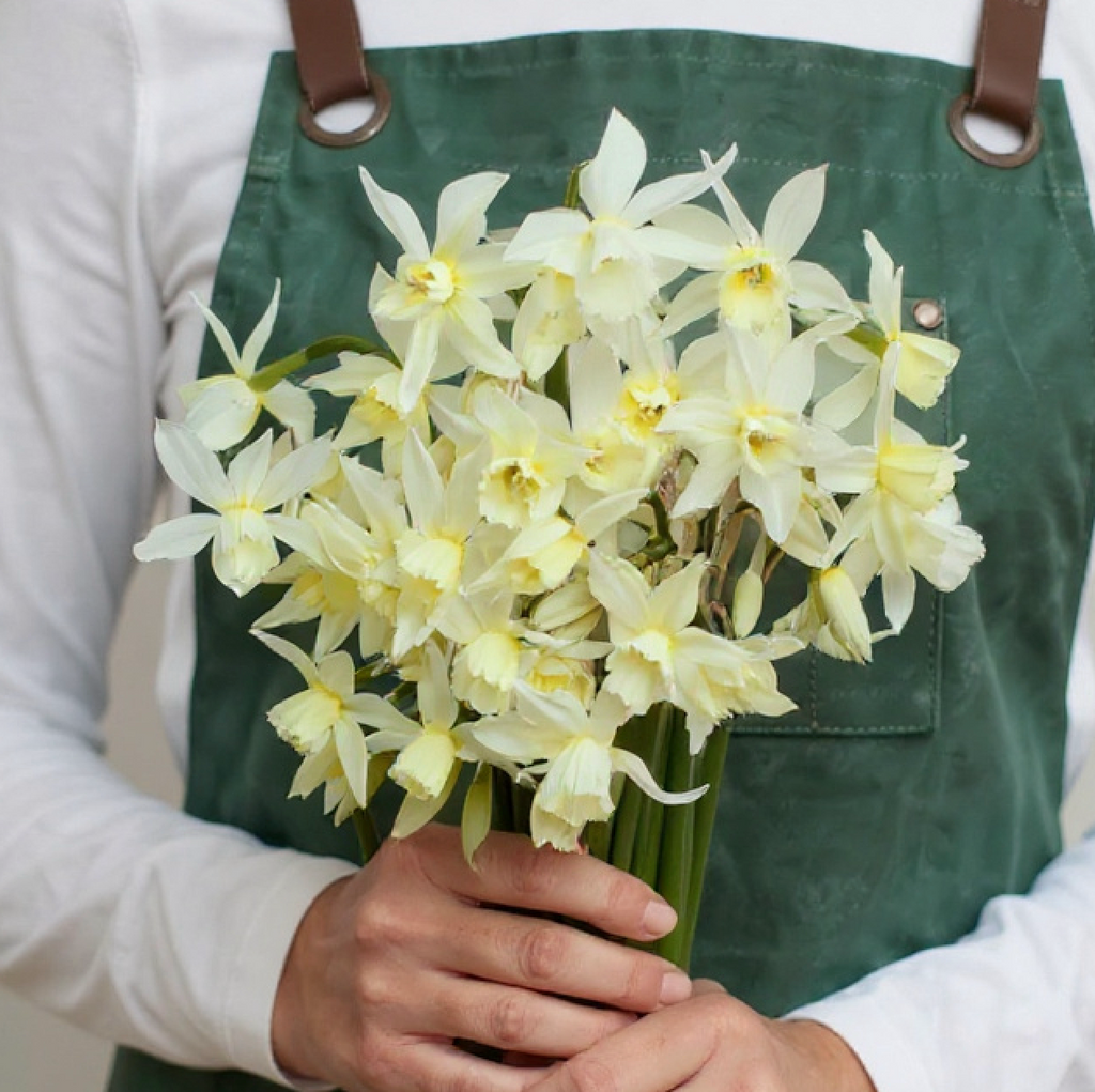 Thalia, Daffodil Bulbs