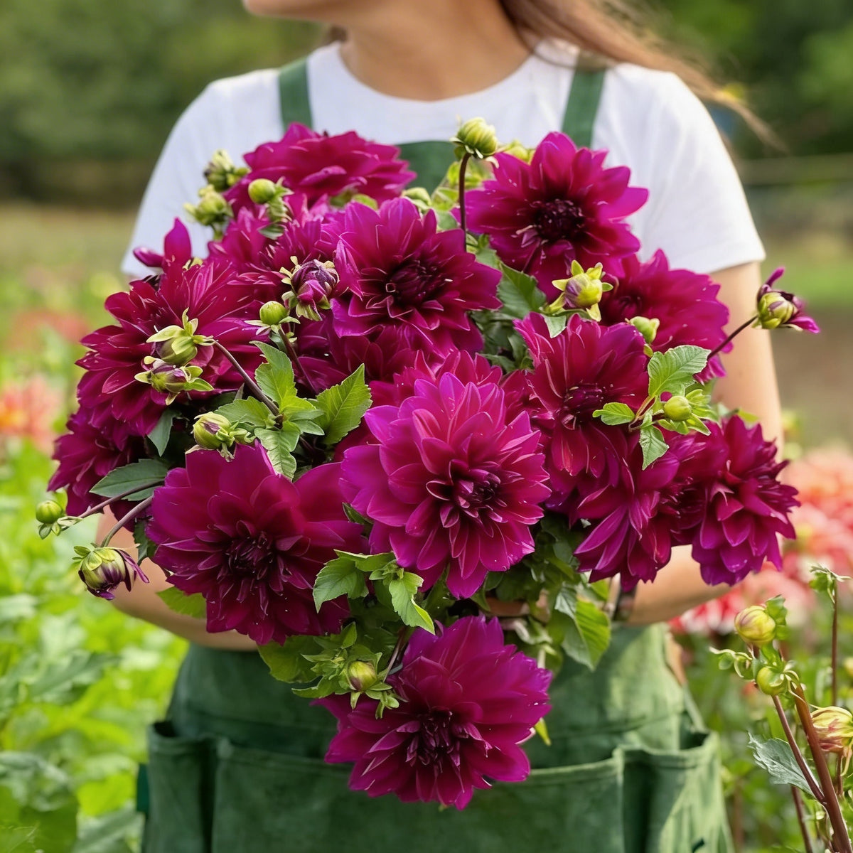 Thomas Edison, Dahlia Tubers