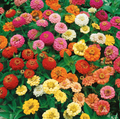 Thumbelina Mix, Zinnia Seeds