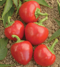 Time Bomb, (F1) Pepper Seeds