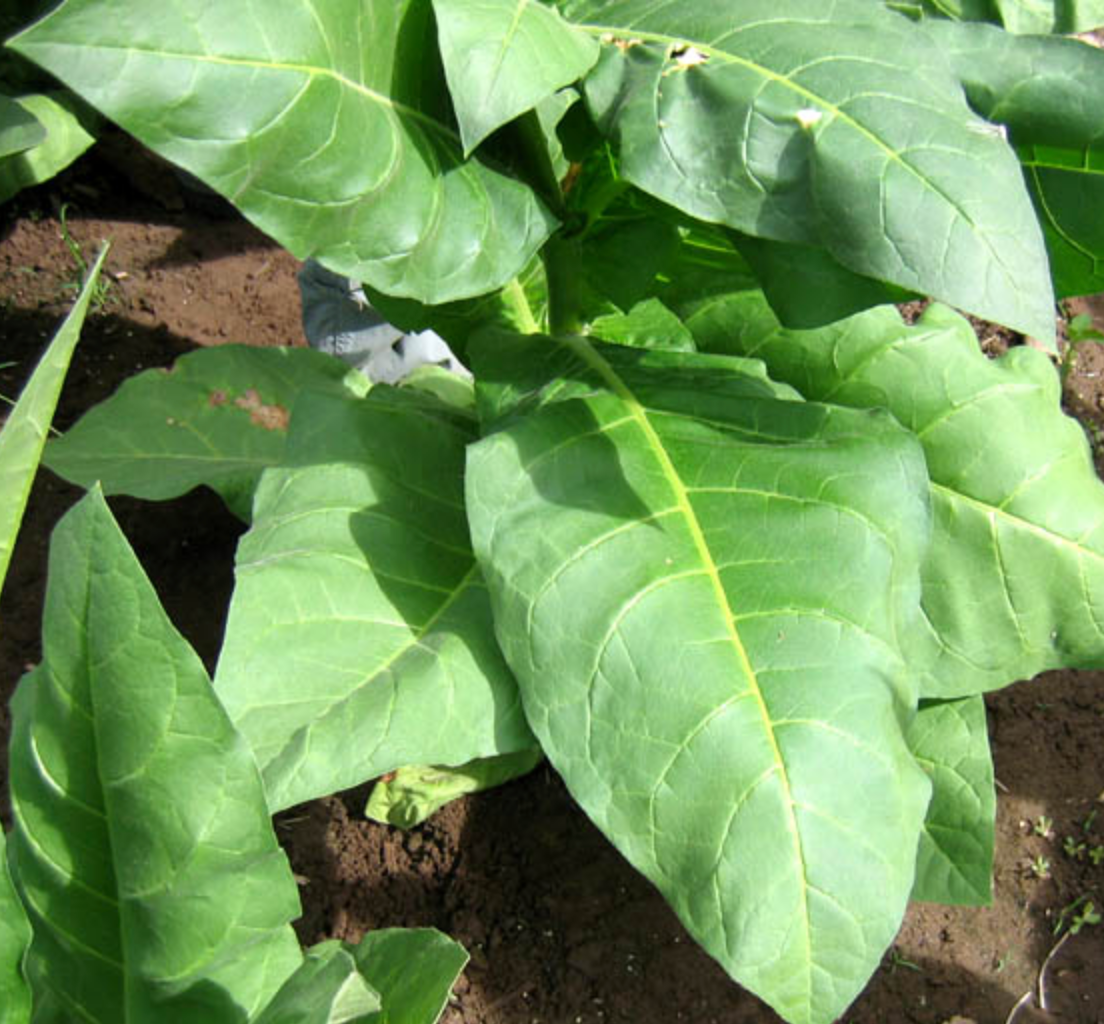 Tofta, Tobacco Seed