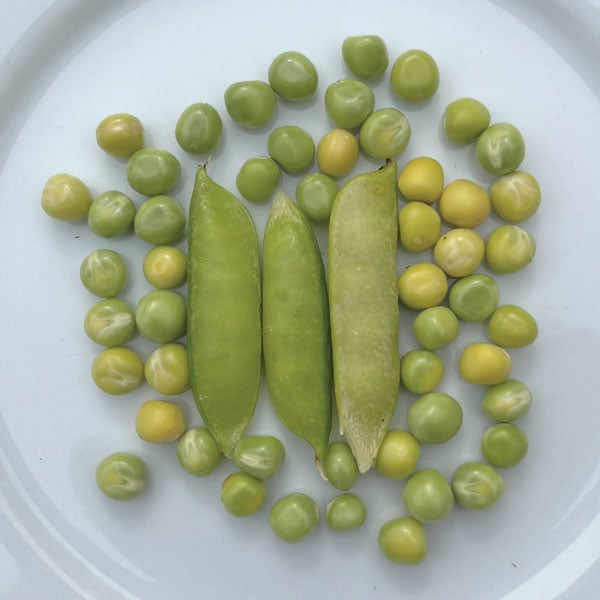 Tom Thumb, Pea Seeds