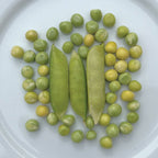 Tom Thumb, Pea Seeds