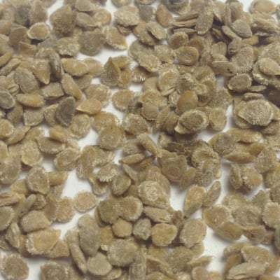 Napoli, Tomato Seeds