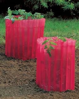 Tomato Teepees, Frost Protection